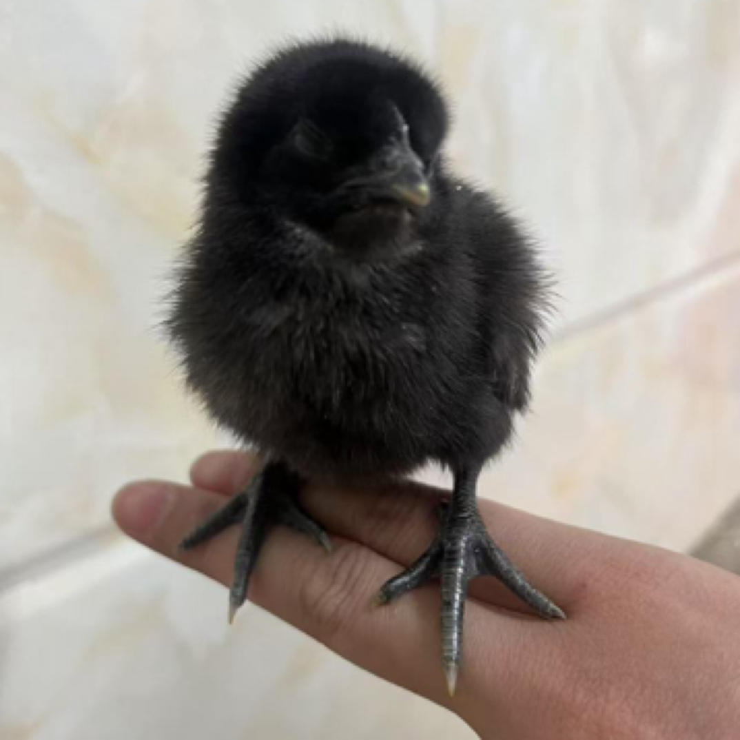 宠物鸡五黑鸡鸡仔50个送5个路损