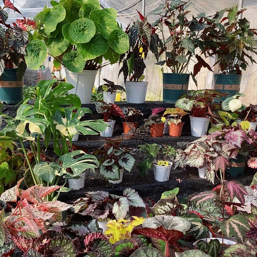 不开花植物秋海棠738