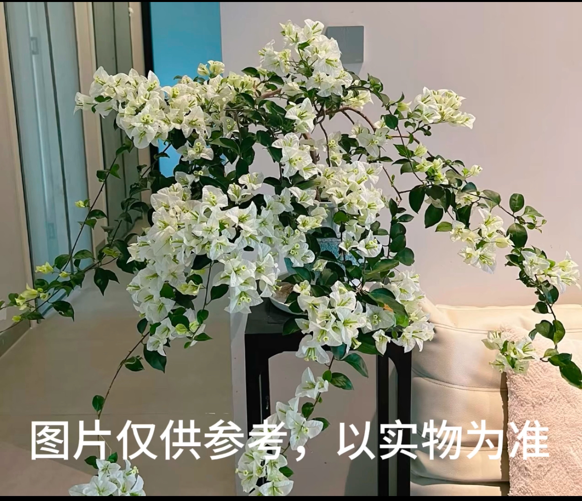 【白雪公主】三角梅花卉勤花四季开花基地直发