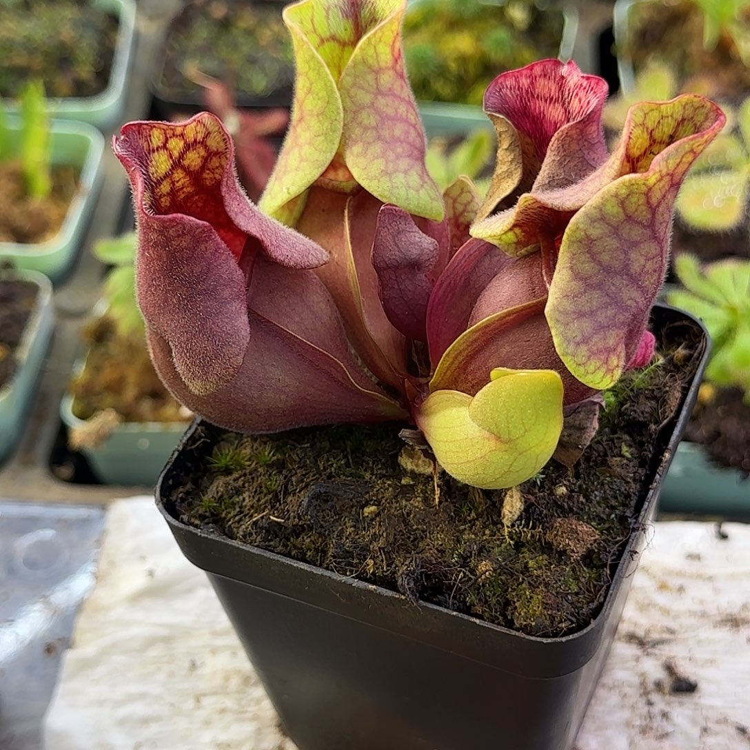 完全开放老品种紫瓶子草