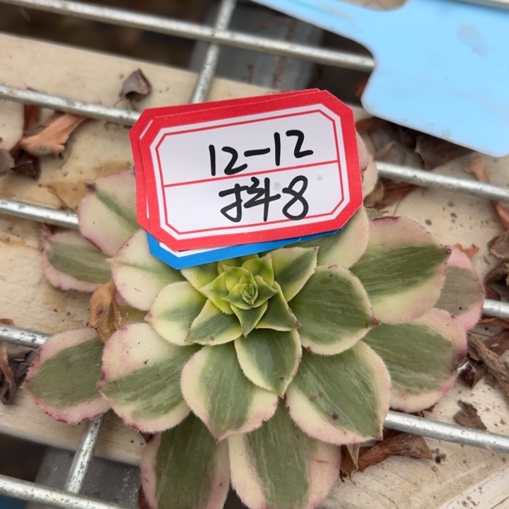 小****平衡水肥多肉不包损8