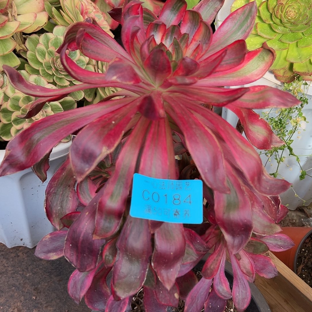 多肉植物0184火凤