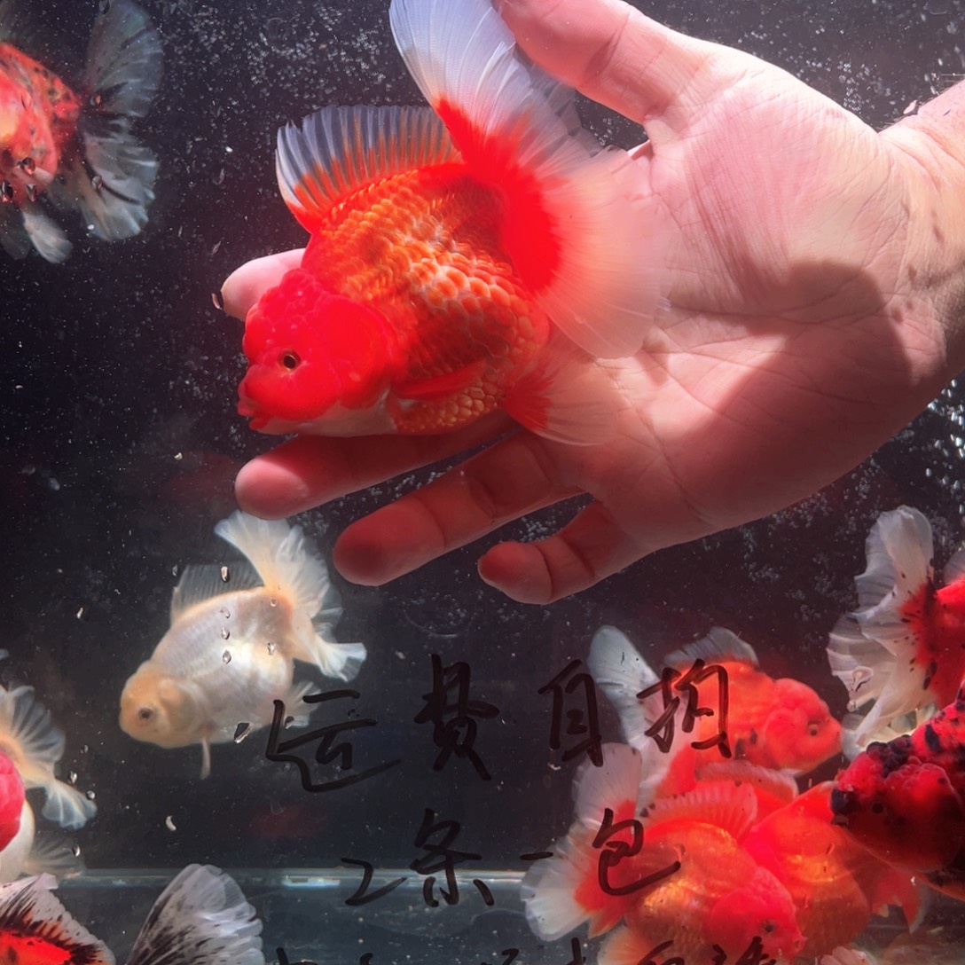 金鱼百褶泰式金鱼30号