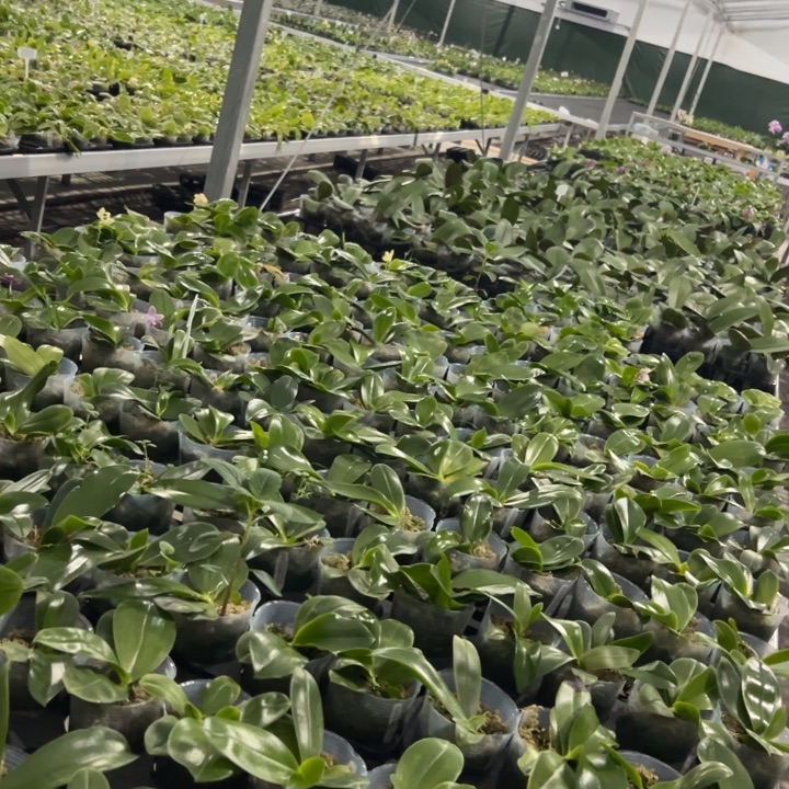 不开花植物贝X弥陀x夏日2.5