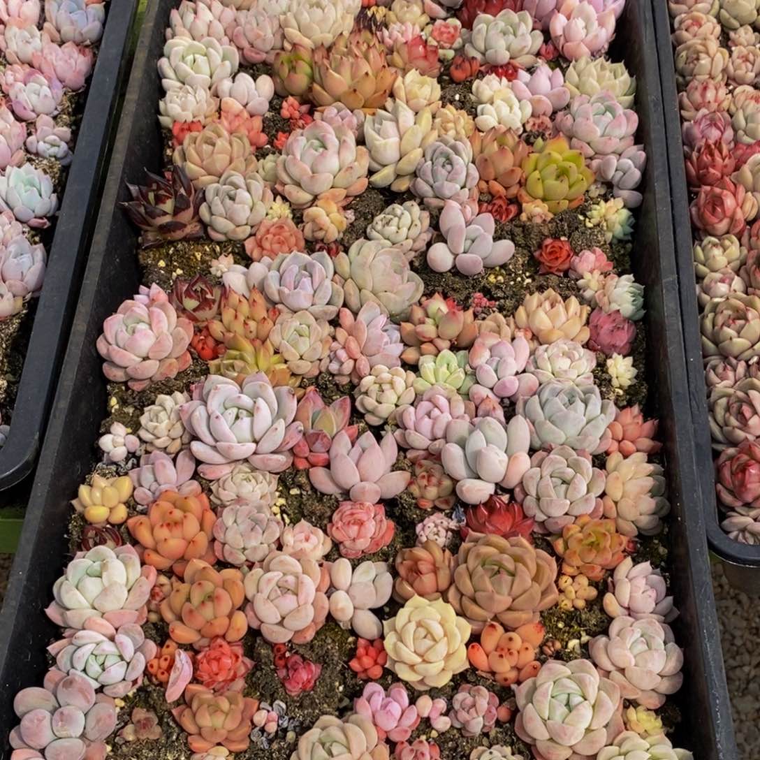 820多肉植物保护研究所所长助理研究员