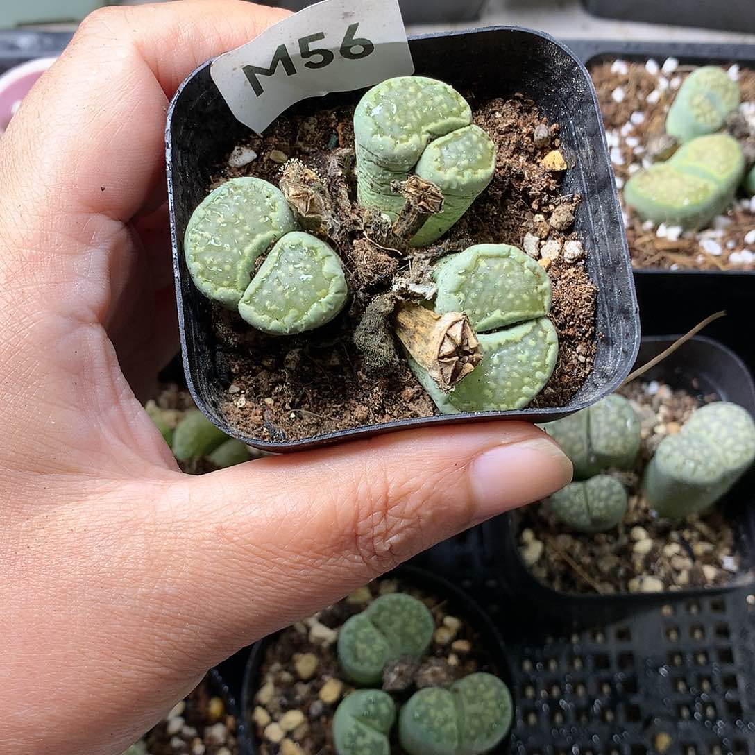 柠****冰M56多肉植物保护