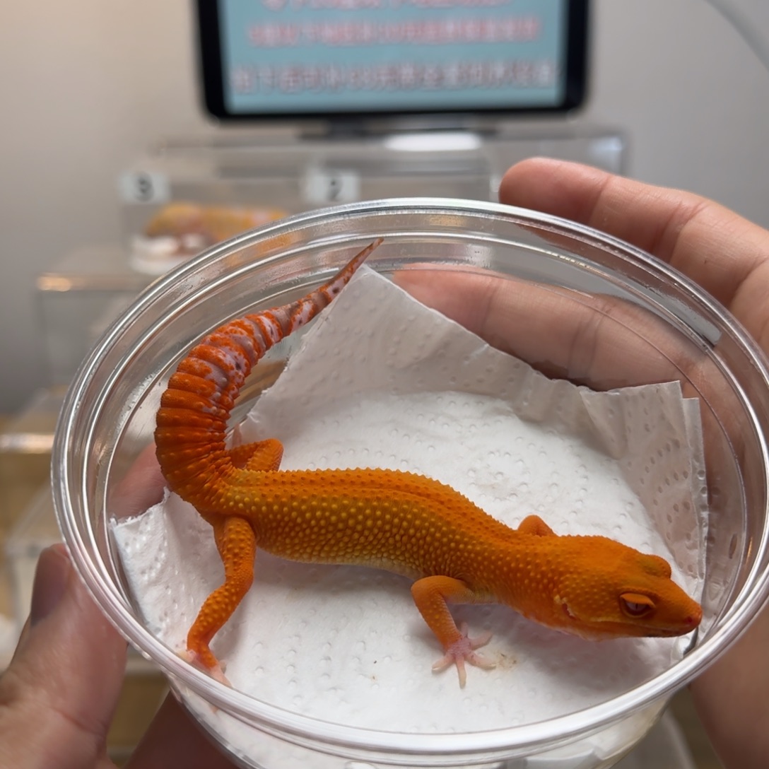 豹纹守宫血贝尔蜜桔满尾妹妹