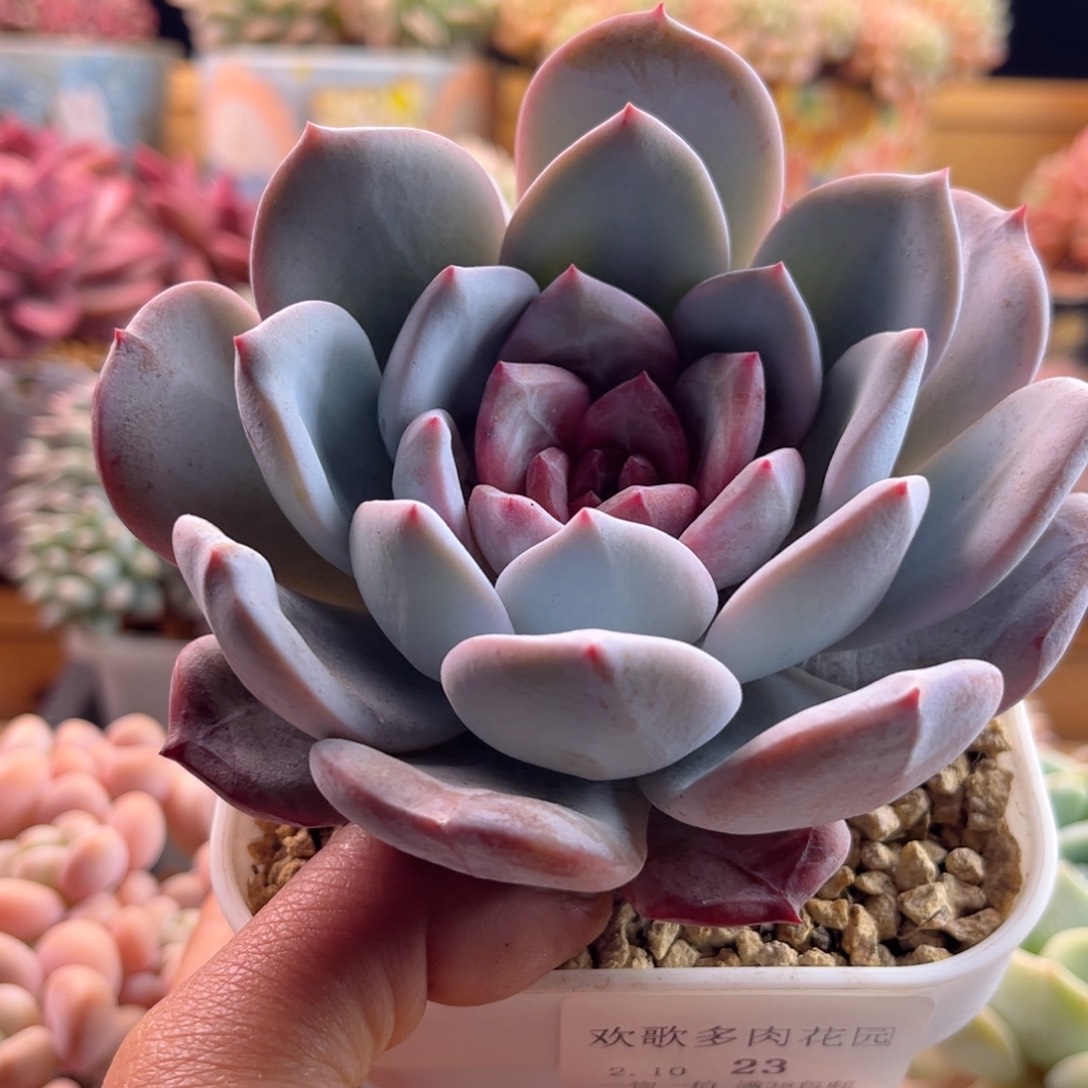 2.10-23嫦娥11111111