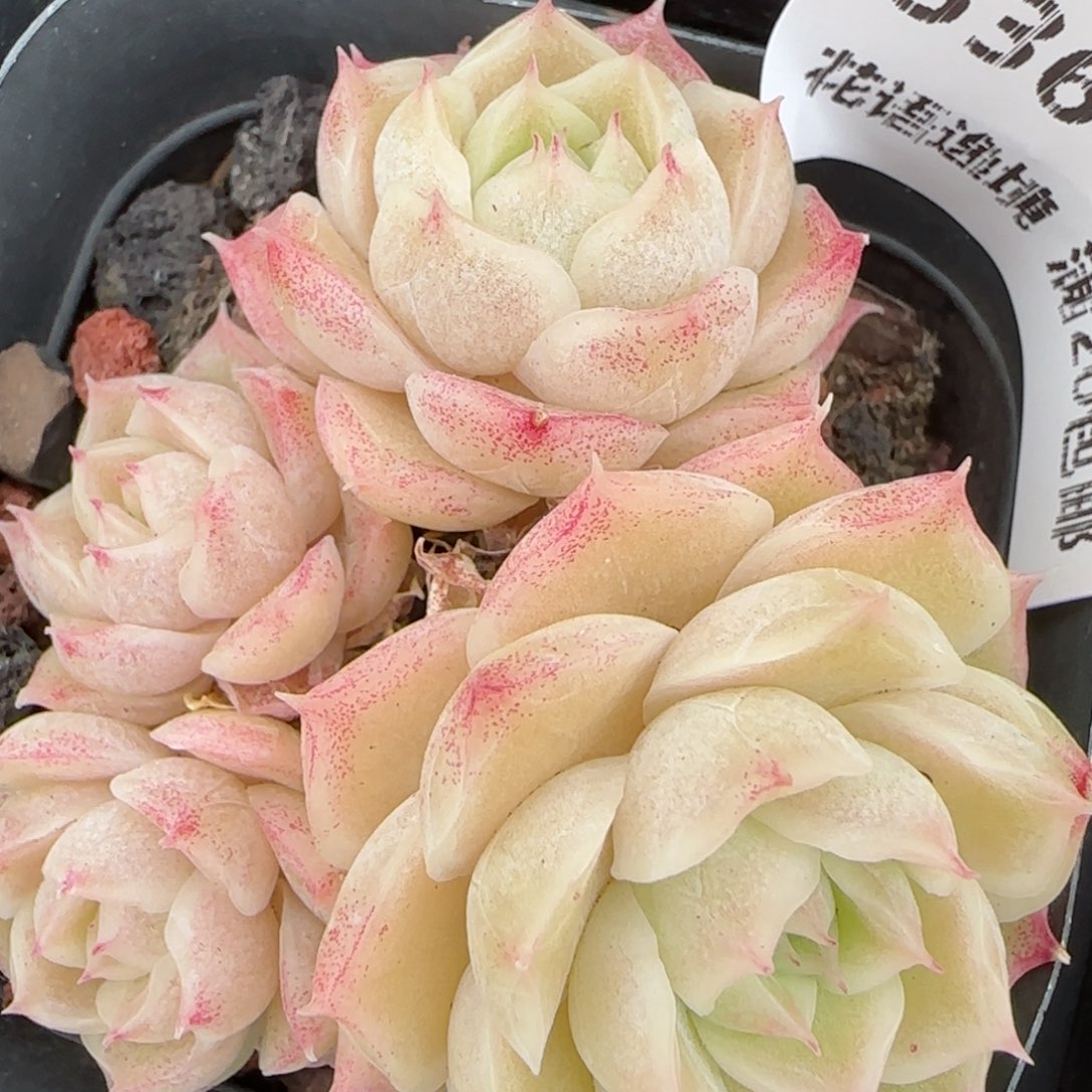 花语逸镜0204-536