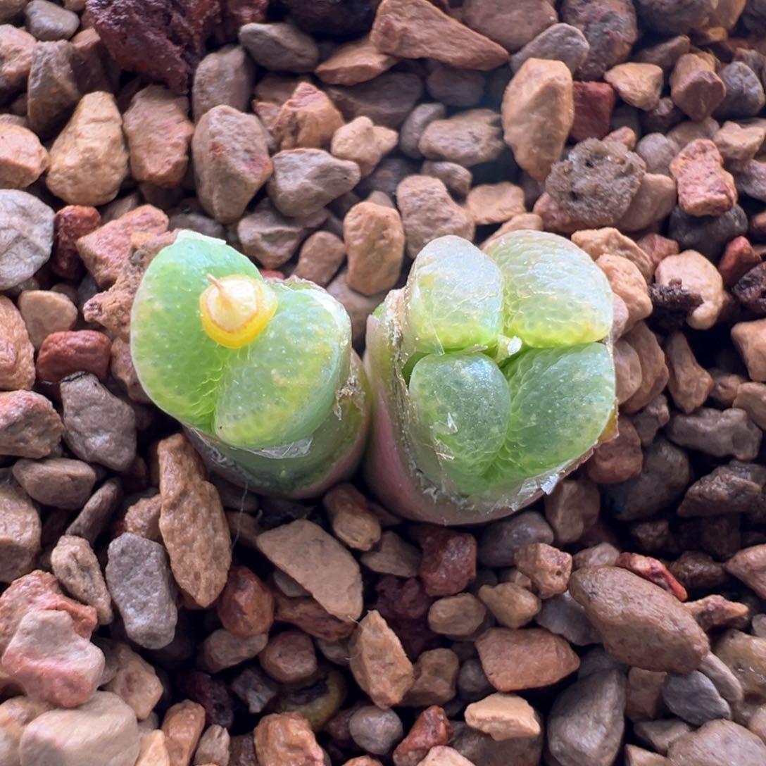 414。青蛙11km全窗鱼子酱泡泡勋章