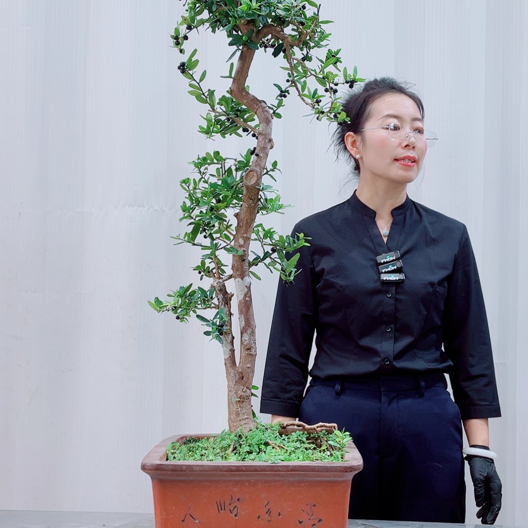 无花朵顺*岭南盆景艺术盆景艺术