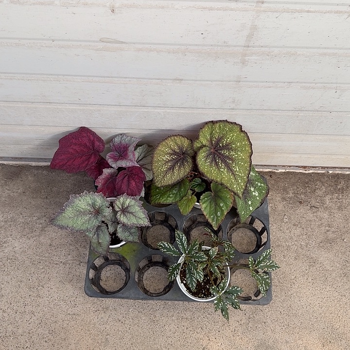 无花朵A03 活动链接无售后 介意勿拍