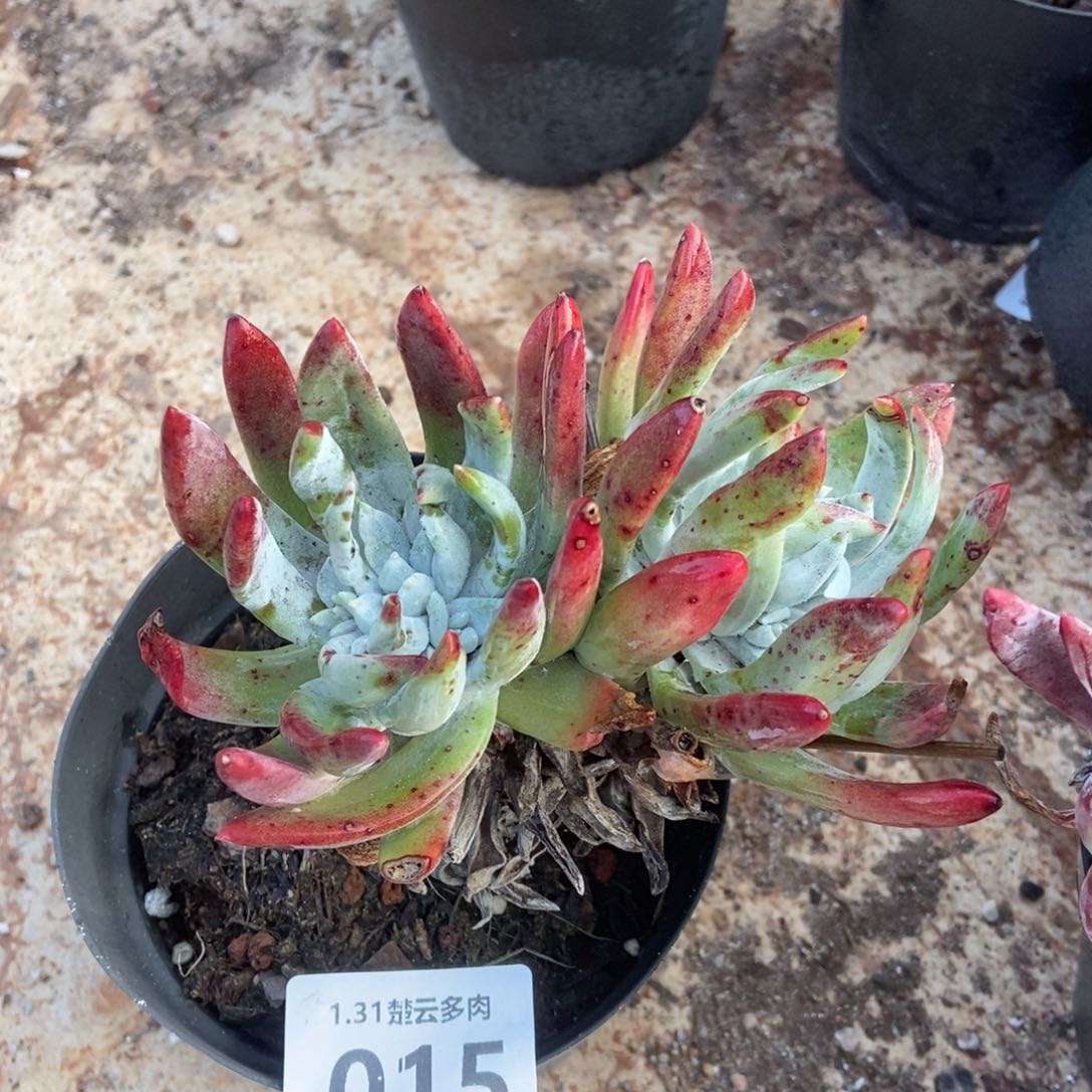 015初霜多肉植物