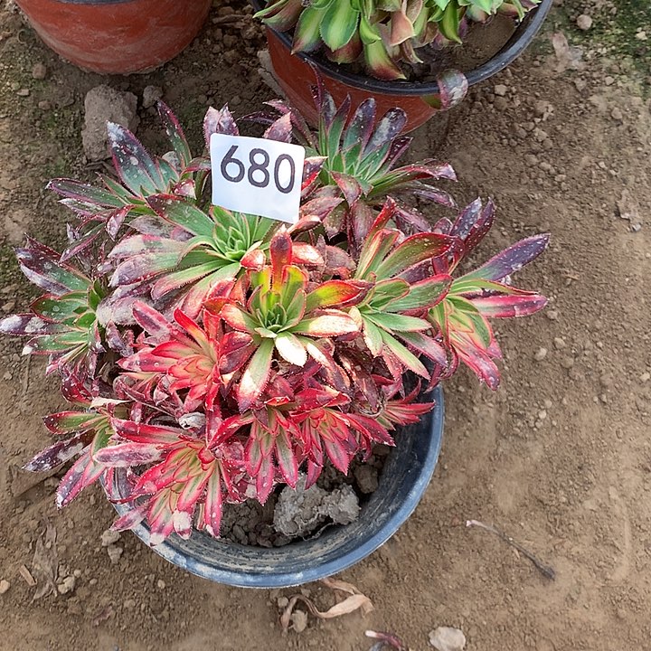 无花朵680孔雀变异南