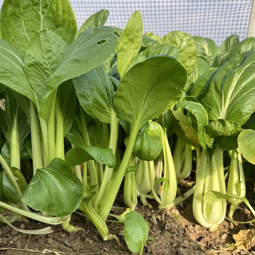 老粉回购露天组合小青菜（新粉咨询主播）