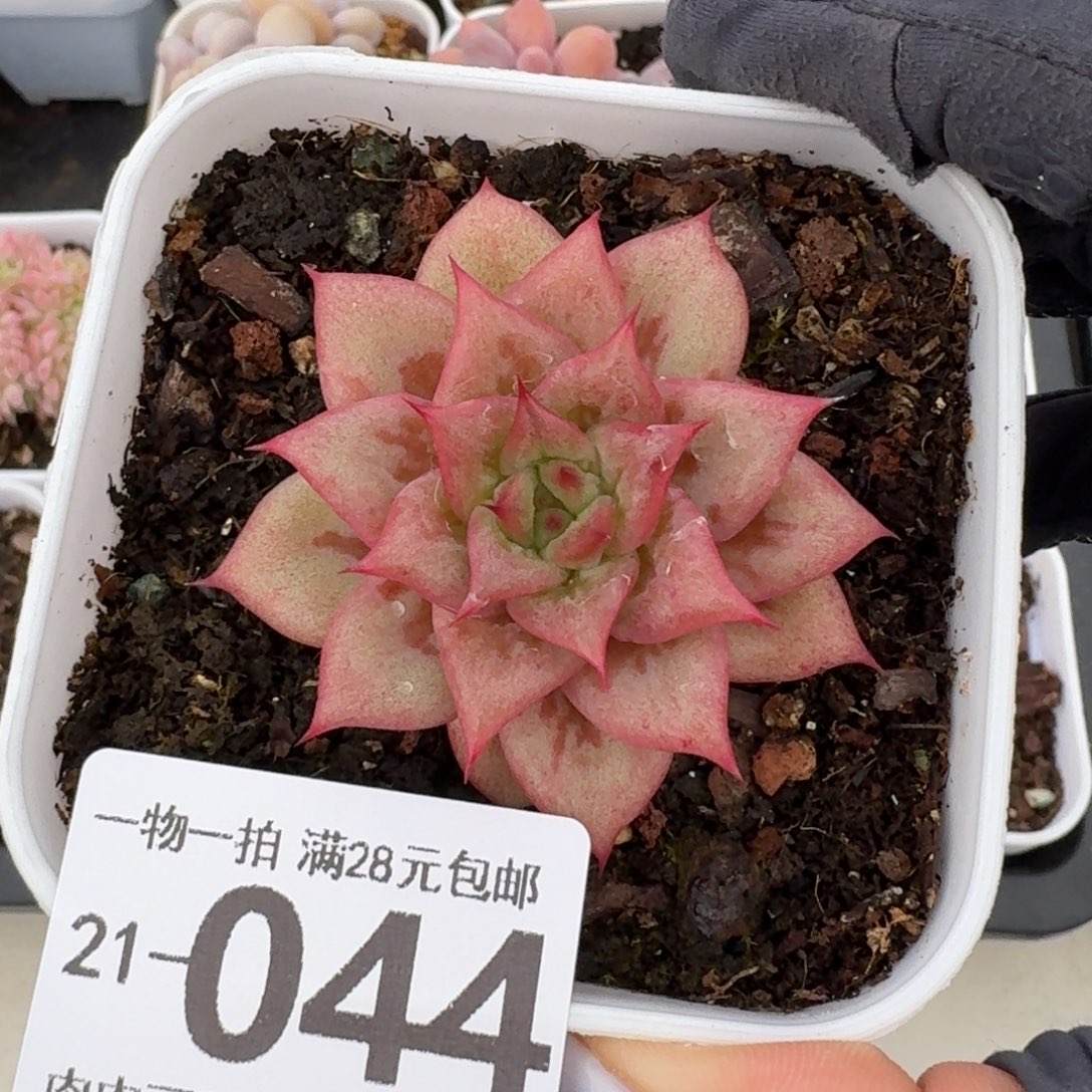 林肯无盆土发货无