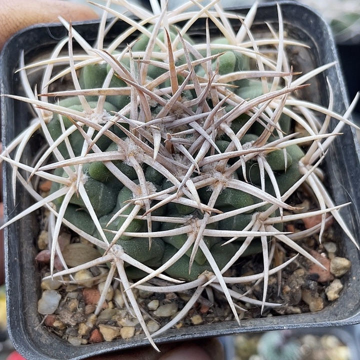 实生碧岩玉一颗包邮