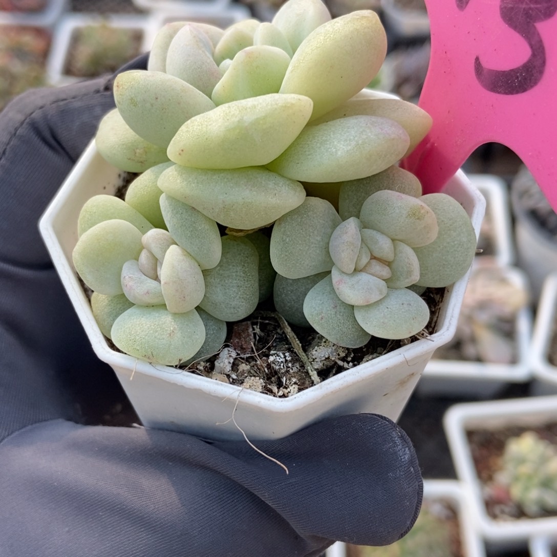 113冰玉石化多肉植物