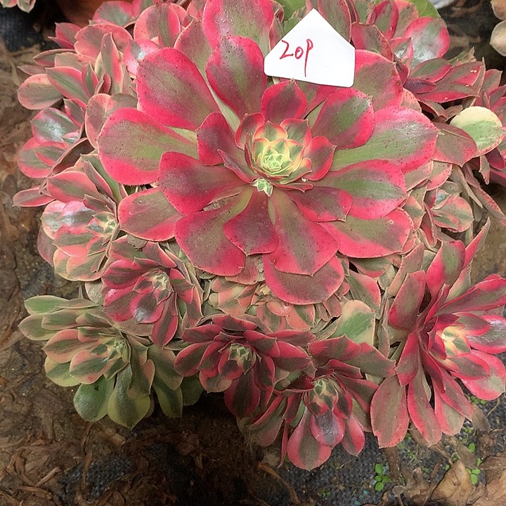 半***过209多肉植物一物一拍