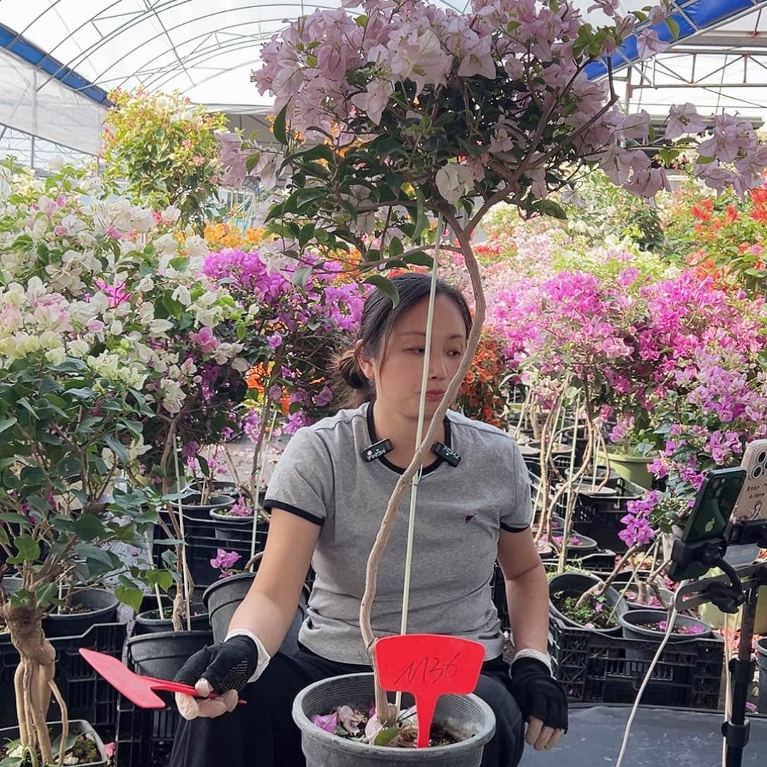 H***h大部分花苞少量开放M36丽娜