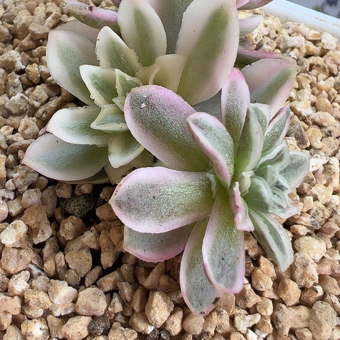 山地玫瑰锦秋夕1451号