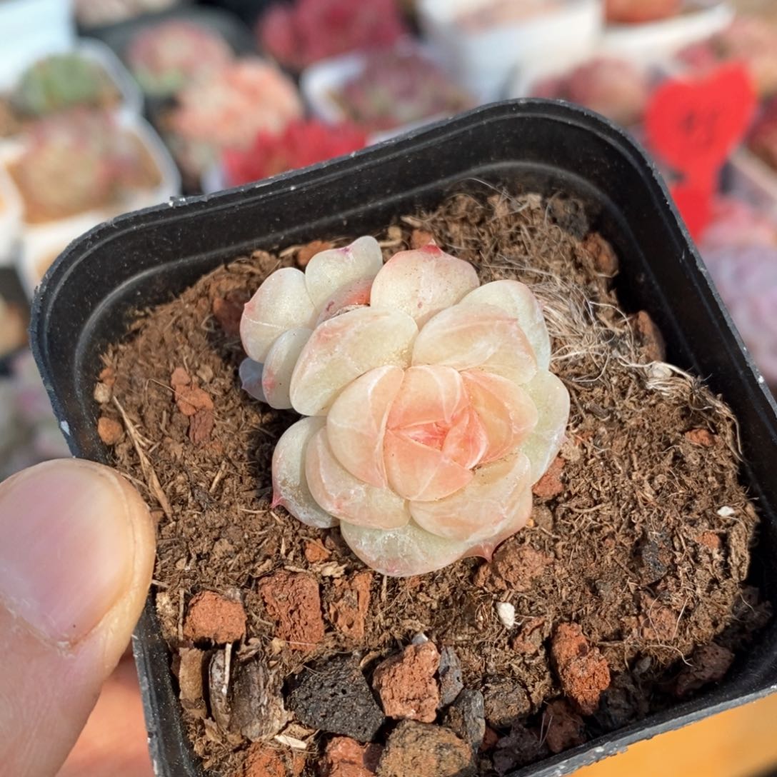 精品多肉一物一拍不包整427