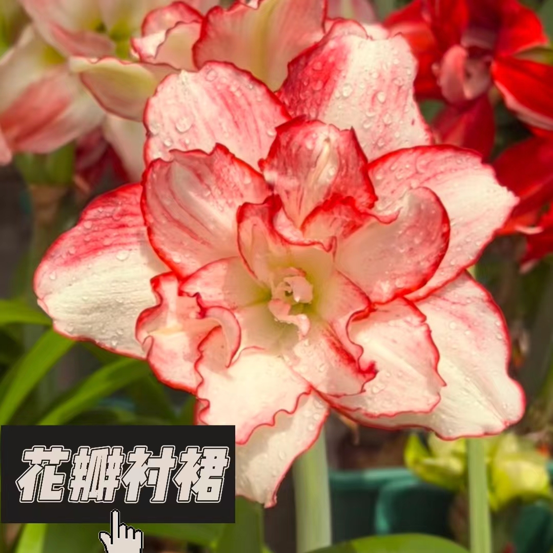 [花瓣衬裙】朱顶红澳朱重瓣基地自然种球浓香室内盆栽四季开花植物