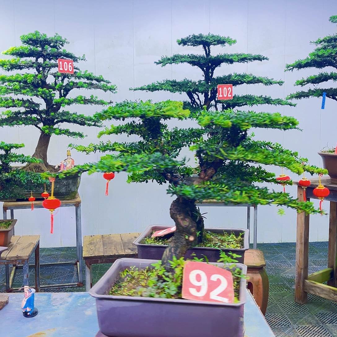 无花朵罗汉松盆景艺术作品