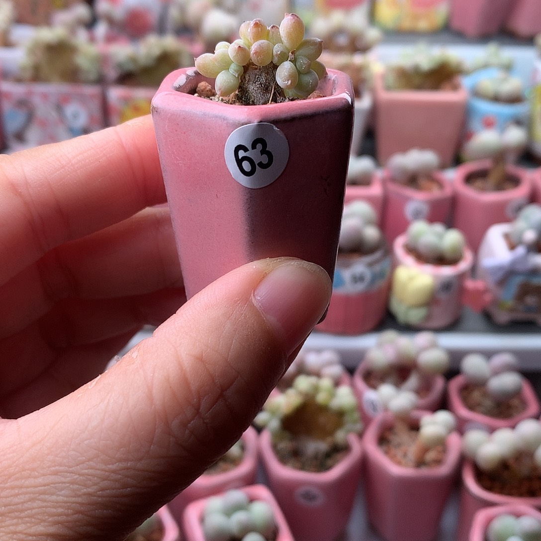 萤火虫奶酪带盆发货