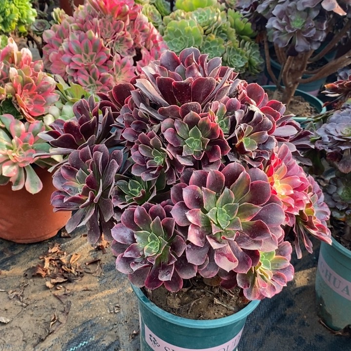 金丝雀多肉植物62 
