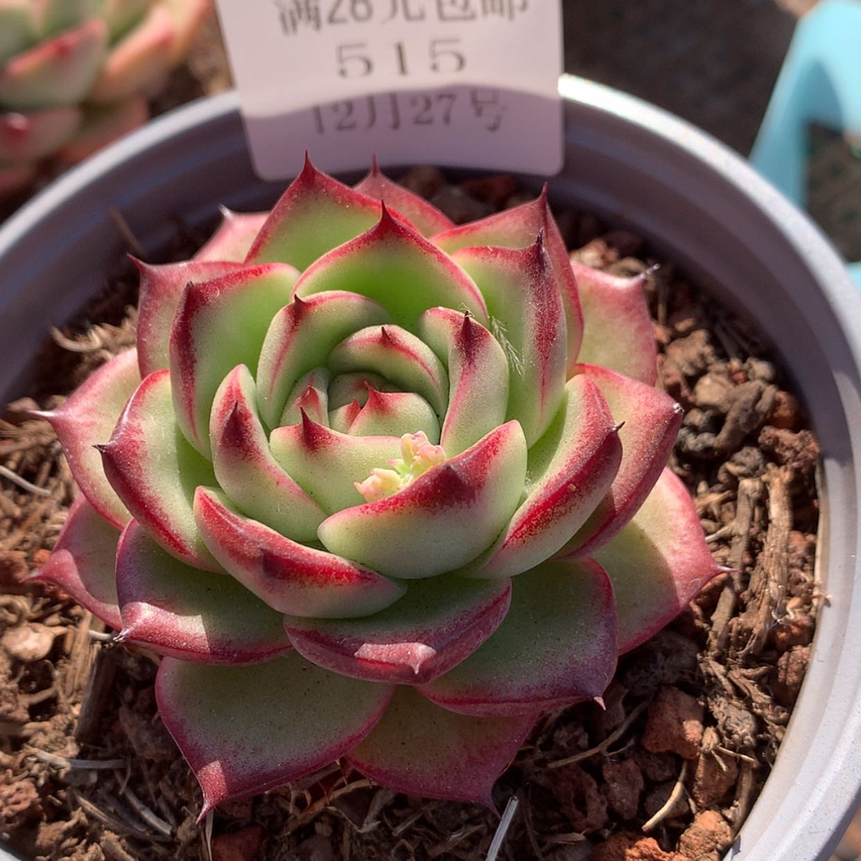 【闪购商品】云515号夜魔侠6厘米