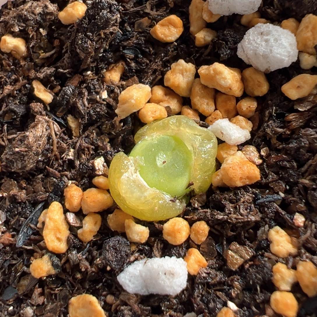 多肉植物224号拉登