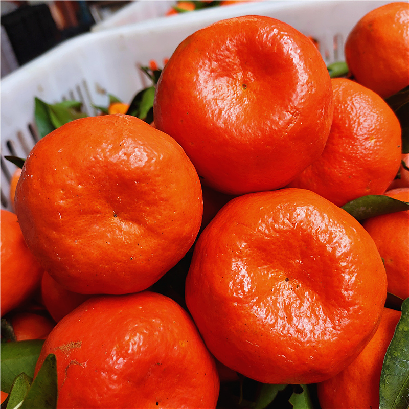 老树川红橘万州大红袍川陈皮原料手剥桔子新鲜现摘水果