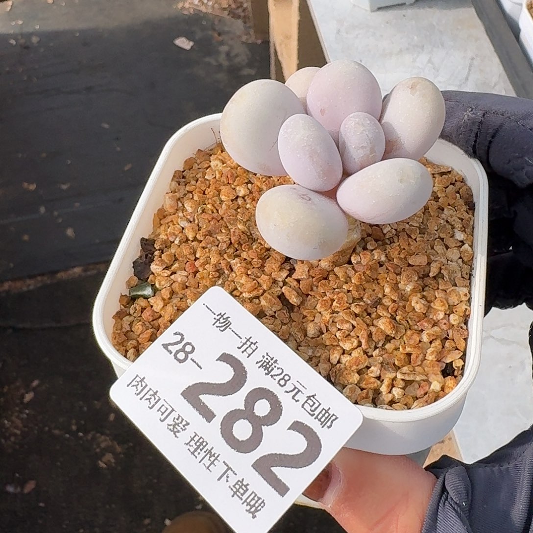 奶酪无盆土发货无