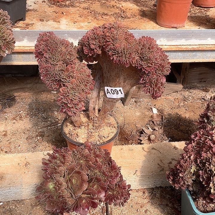 A091多肉缀化36.8-2两棵 脱土包邮下单请告知直播留货