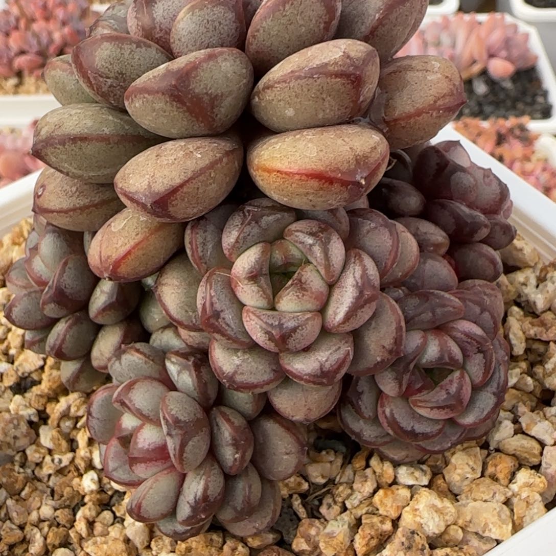 就赶快赶快看看姐姐大姐