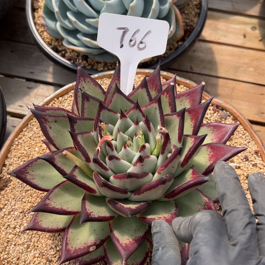 多肉植物一物一拍