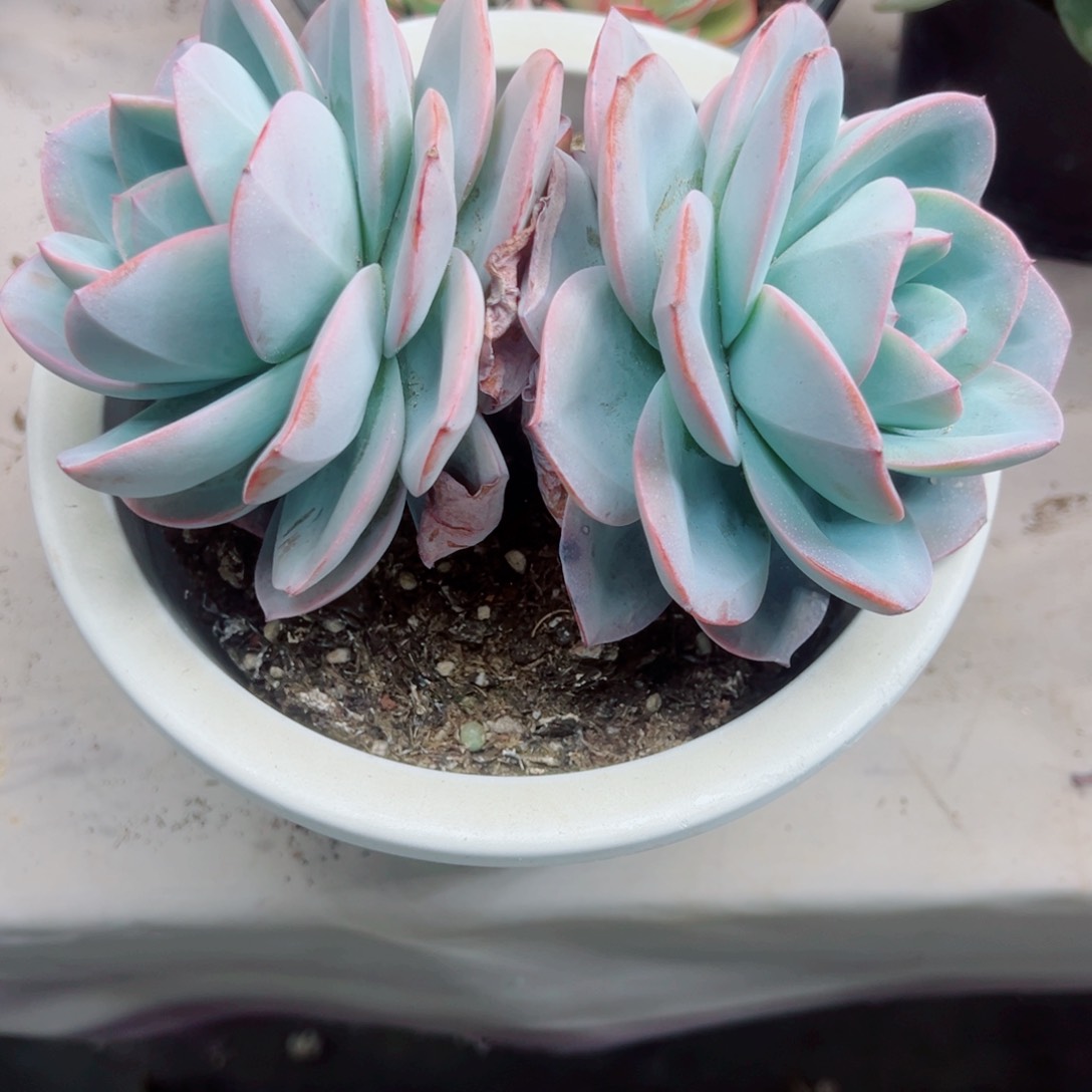 逗*布鲁朗多肉植物00000