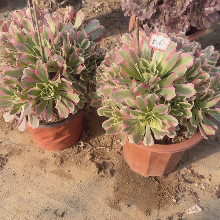 5-67白凤不周正处理不包售后