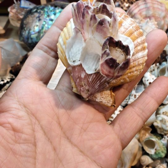 石材天然海螺贝壳藤壶贝