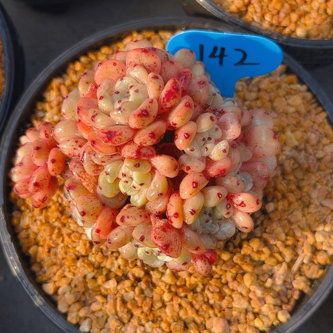 水*淼雪爪群142号一物一拍