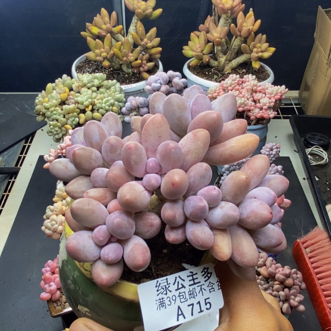 715丸叶汤圆多肉8cm