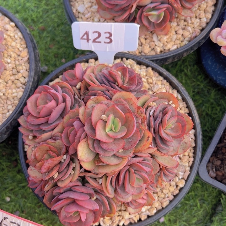 健健康康平平安安