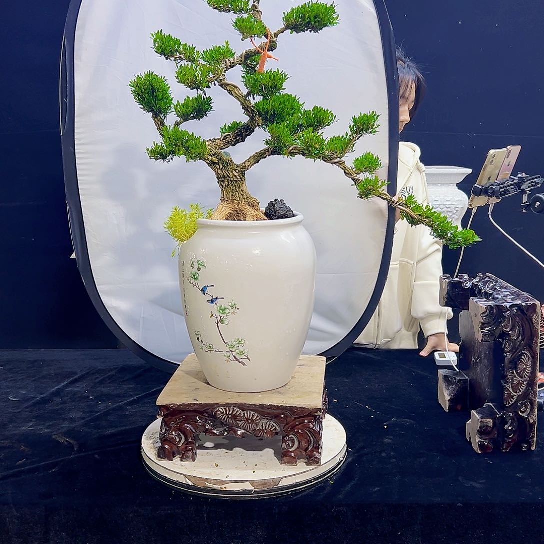 高端黄杨盆景艺术