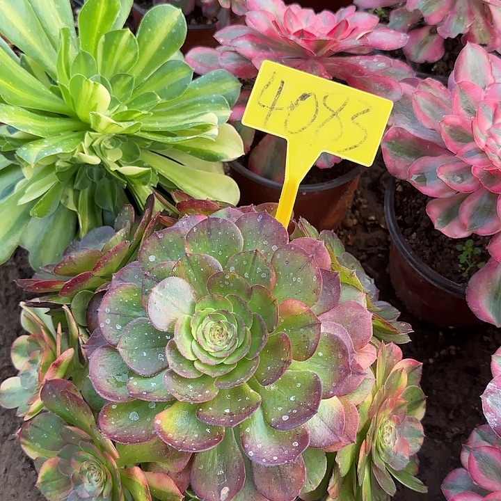 4083--万七彩多头多肉