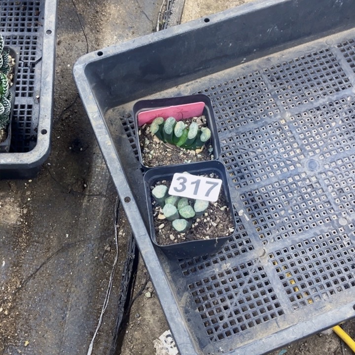 317玉扇万像一物的图如图