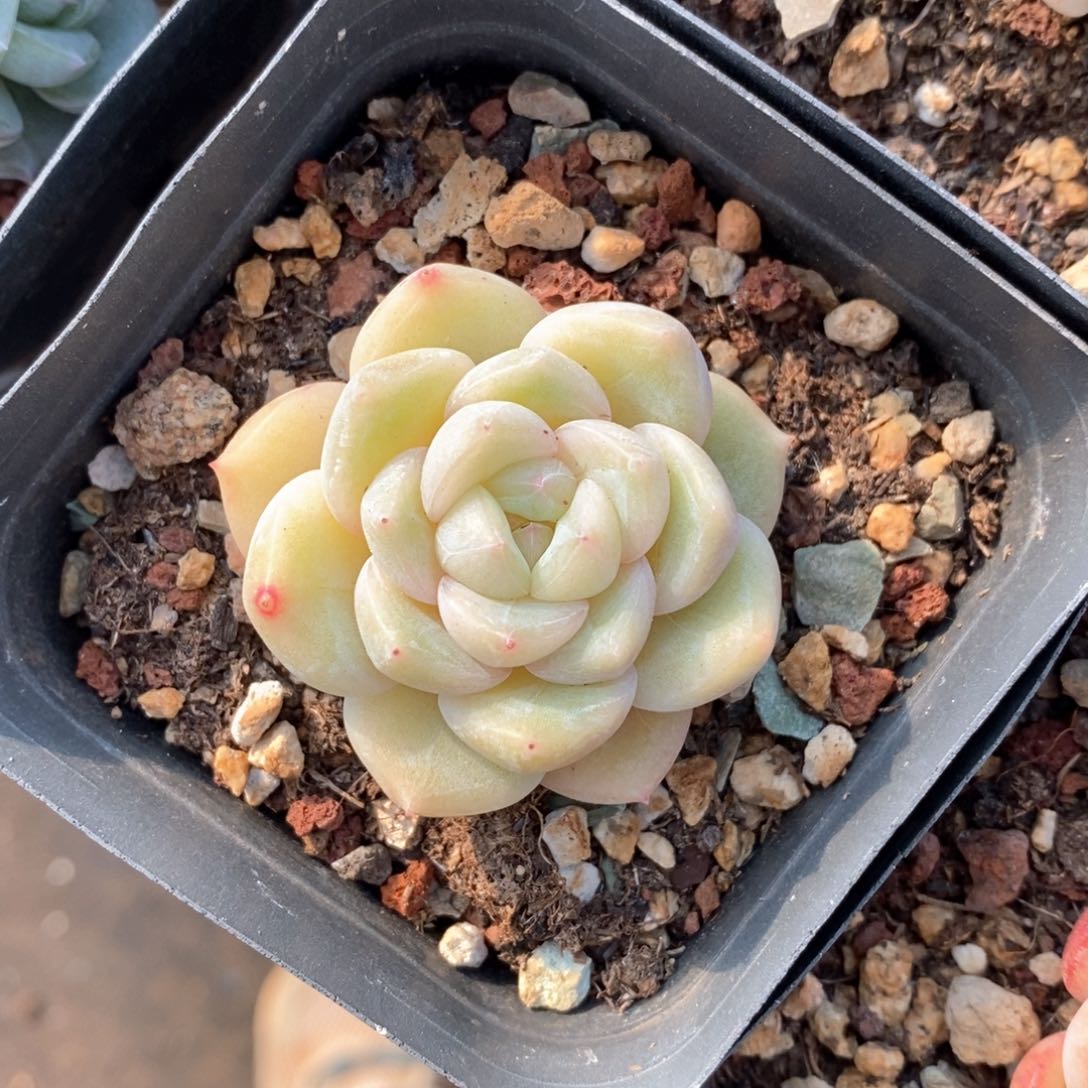 精品多肉一物一拍不包整1