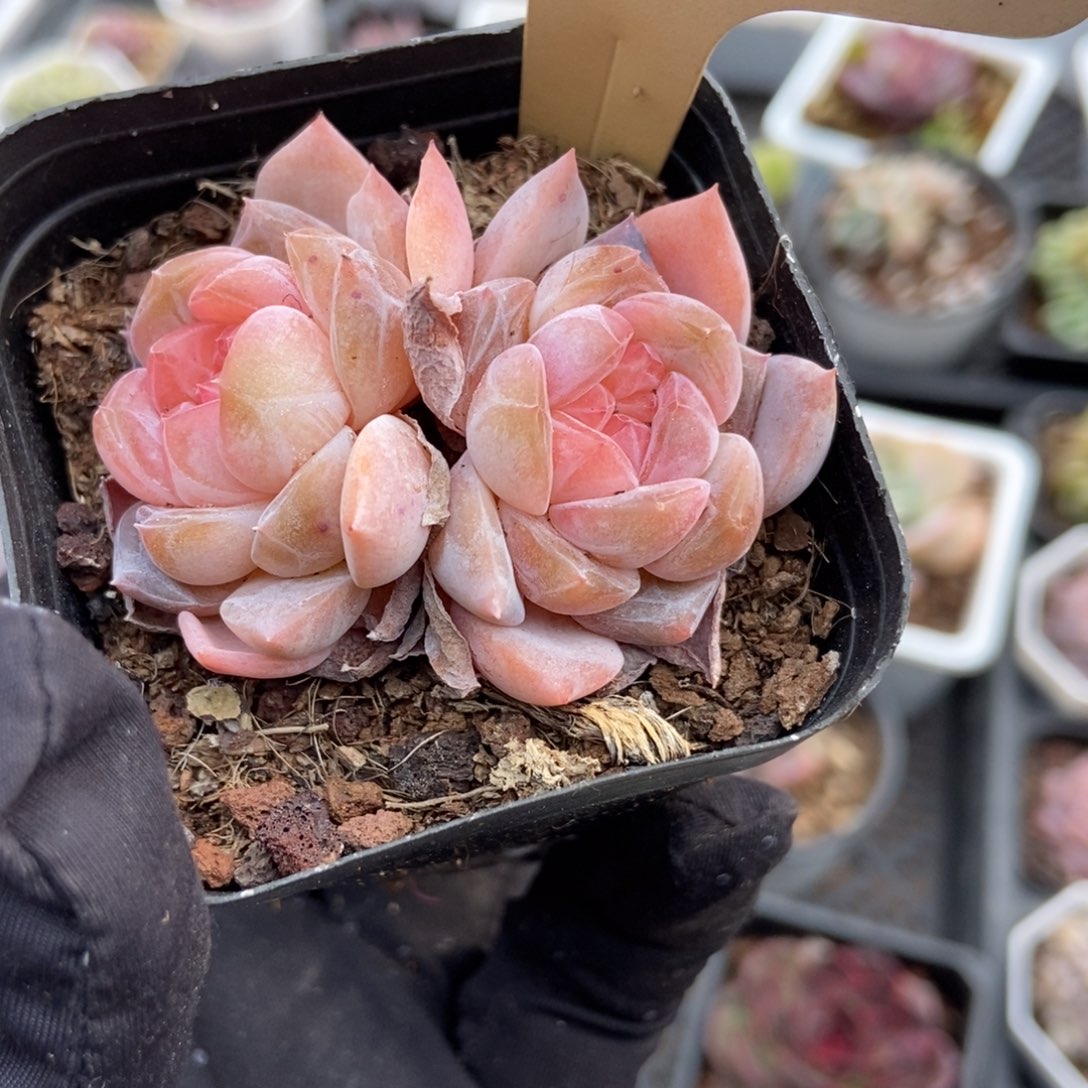 527冰魄多肉植物保护