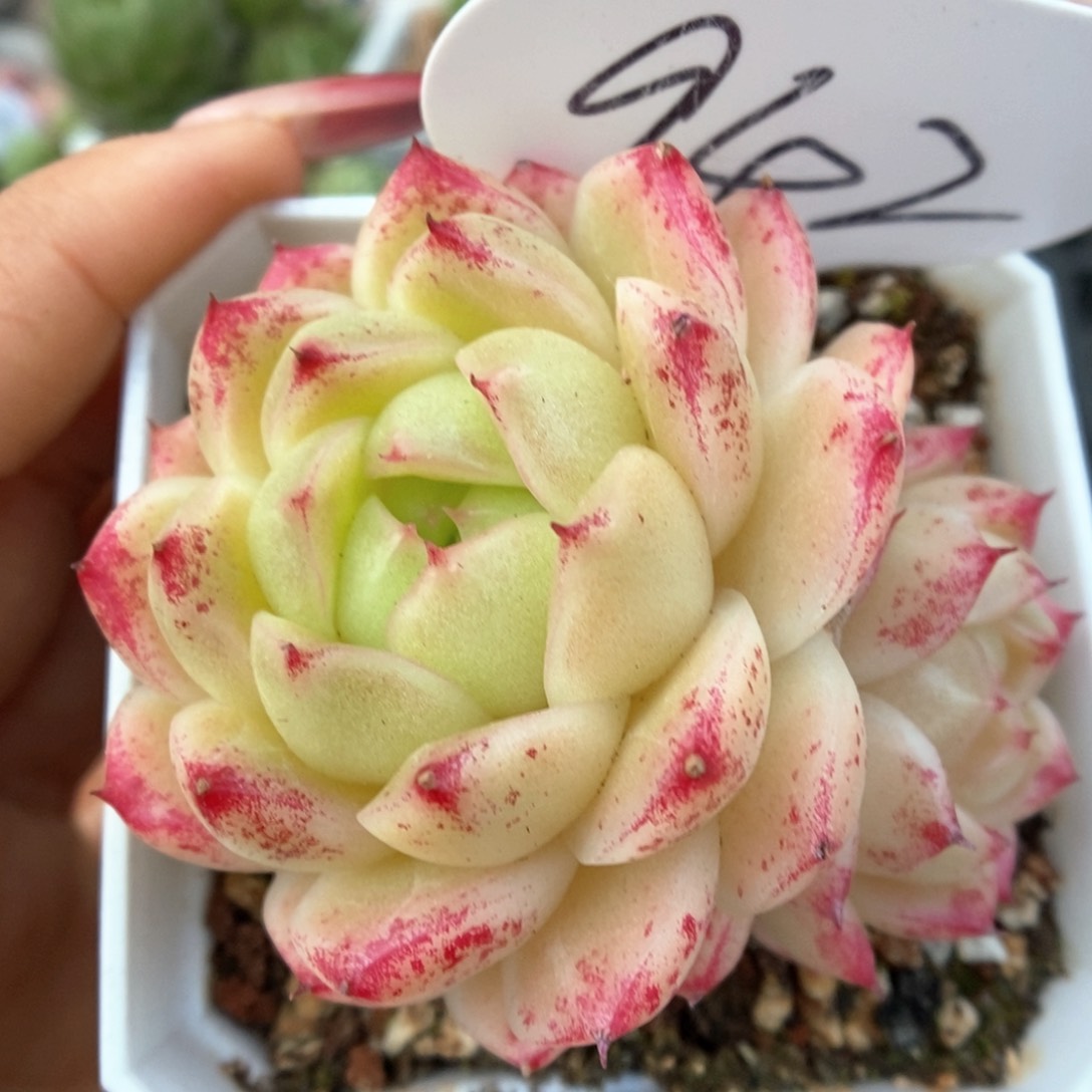 菠萝蜜麦秆可拍942号。