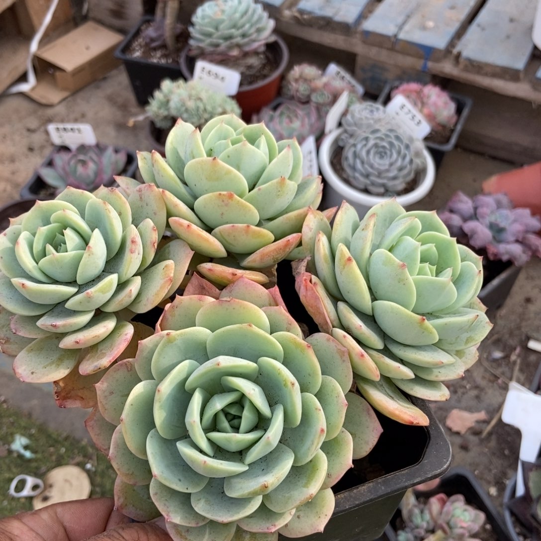 恋曲多肉植物保护研究所